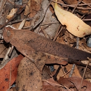 Goniaea australasiae (Gumleaf grasshopper) at Bungonia, NSW by AlisonMilton