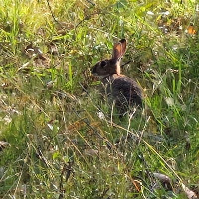 Oryctolagus cuniculus at Nulkaba, NSW - 22 Dec 2024 by trevorpreston