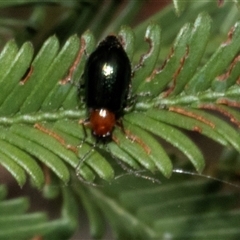 Adoxia benallae (Leaf beetle) at Bungonia, NSW - 22 Dec 2024 by AlisonMilton