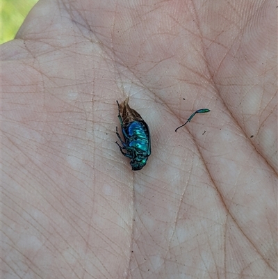Diphucephala sp. (genus) (Green Scarab Beetle) at Jagungal Wilderness, NSW - 23 Dec 2024 by MattM
