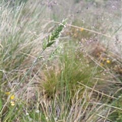 Australopyrum velutinum (Mountain Wheat Grass) at Jagungal Wilderness, NSW - 23 Dec 2024 by MattM