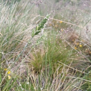 Australopyrum velutinum at Jagungal Wilderness, NSW - 23 Dec 2024