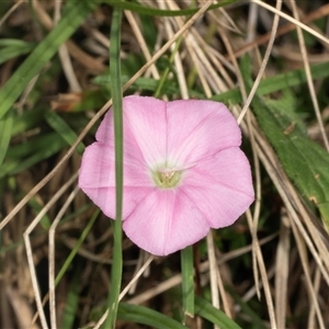 Convolvulus angustissimus subsp. angustissimus at Bungonia, NSW - 22 Dec 2024 11:51 AM