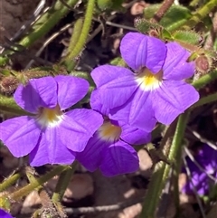 Scaevola sp. at Stirling Range National Park, WA - 21 Oct 2024 by AnneG1