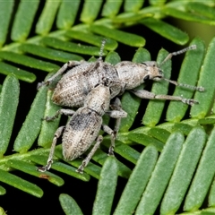 Merimnetes oblongus (Radiata pine shoot weevil) at Bungonia, NSW - 22 Dec 2024 by AlisonMilton