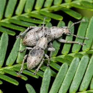 Merimnetes oblongus at Bungonia, NSW - 22 Dec 2024