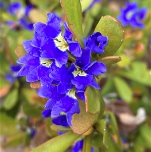 Dampiera linearis at Stirling Range National Park, WA by AnneG1