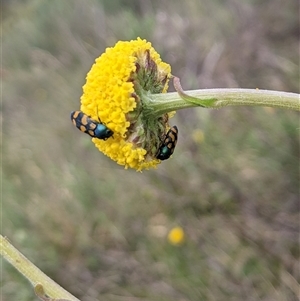 Castiarina livida (Jewel Beetle) at Jagungal Wilderness, NSW by MattM