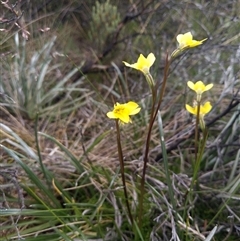 Diuris monticola (Highland Golden Moths) at Jagungal Wilderness, NSW - 22 Dec 2024 by MattM