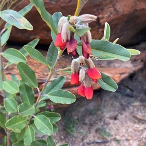Gastrolobium rubrum at Stirling Range National Park, WA - suppressed