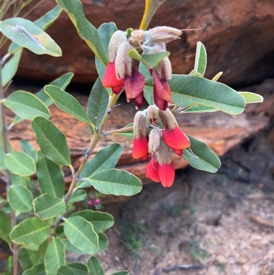 Gastrolobium rubrum at Stirling Range National Park, WA - 22 Oct 2024 by AnneG1