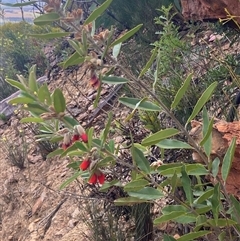 Gastrolobium rubrum at Stirling Range National Park, WA - suppressed