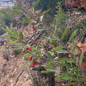 Gastrolobium rubrum at Stirling Range National Park, WA - suppressed