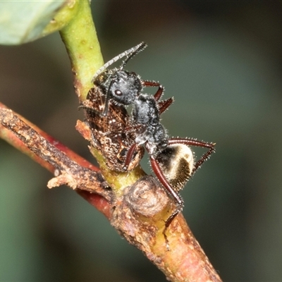 Camponotus suffusus (Golden-tailed sugar ant) at Bungonia, NSW - 22 Dec 2024 by AlisonMilton