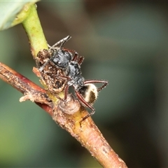 Camponotus suffusus at Bungonia, NSW - 22 Dec 2024