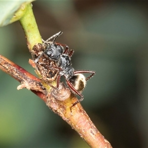 Camponotus suffusus at Bungonia, NSW - 22 Dec 2024