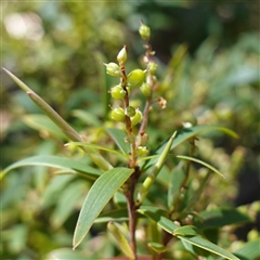 Leucopogon affinis (Lance Beard-heath) at Glen Allen, NSW - 3 Nov 2024 by RobG1