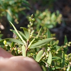 Leucopogon affinis at Glen Allen, NSW - 3 Nov 2024 02:28 PM