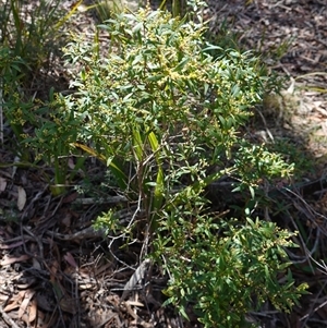 Leucopogon affinis at Glen Allen, NSW - 3 Nov 2024 02:28 PM