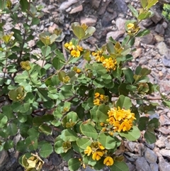 Gastrolobium crenulatum at Stirling Range National Park, WA - suppressed