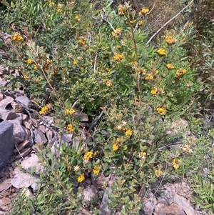 Gastrolobium crenulatum at Stirling Range National Park, WA - suppressed