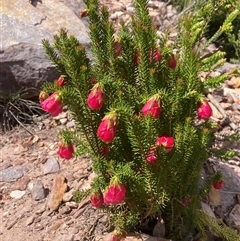 Unidentified Other Shrub at Stirling Range National Park, WA - 21 Oct 2024 by AnneG1