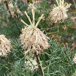 Petrophile divaricata at Stirling Range National Park, WA - 22 Oct 2024 10:13 AM