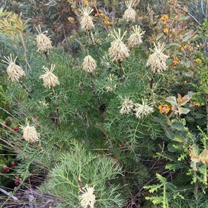 Petrophile divaricata at Stirling Range National Park, WA - 22 Oct 2024 10:13 AM