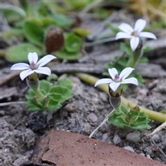 Lobelia pedunculata (Matted Pratia) at Glen Allen, NSW - 3 Nov 2024 by RobG1