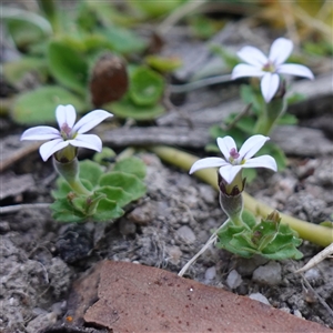 Lobelia pedunculata at Glen Allen, NSW - 3 Nov 2024 02:32 PM