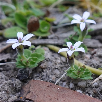 Lobelia pedunculata (Matted Pratia) at Glen Allen, NSW - 3 Nov 2024 by RobG1
