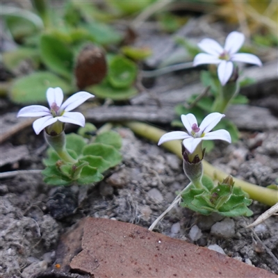 Lobelia pedunculata at Glen Allen, NSW - 3 Nov 2024 by RobG1