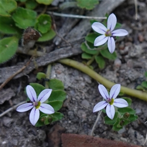 Lobelia pedunculata at Glen Allen, NSW - 3 Nov 2024 02:32 PM