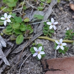 Lobelia pedunculata at Glen Allen, NSW - 3 Nov 2024 02:32 PM