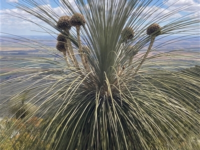 Kingia australis (Drumsticks) at Stirling Range National Park, WA - 22 Oct 2024 by AnneG1