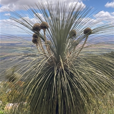 Kingia australis (Drumsticks) at Stirling Range National Park, WA - 22 Oct 2024 by AnneG1