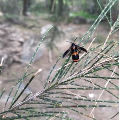 Pterygophorus cinctus (Bottlebrush sawfly) at Greenway, ACT - 23 Dec 2024 by gwen