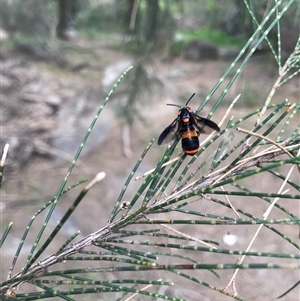 Pterygophorus cinctus at Greenway, ACT - 23 Dec 2024