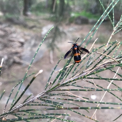 Pterygophorus cinctus (Bottlebrush sawfly) at Greenway, ACT - 23 Dec 2024 by gwen