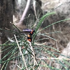 Pterygophorus cinctus at Greenway, ACT - 23 Dec 2024