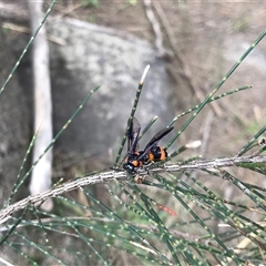 Pterygophorus cinctus at Greenway, ACT - 23 Dec 2024