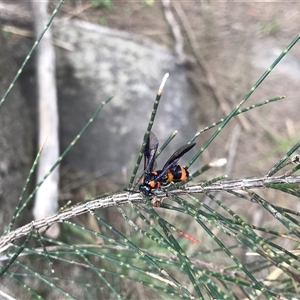 Pterygophorus cinctus at Greenway, ACT - 23 Dec 2024