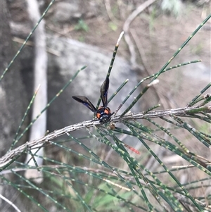 Pterygophorus cinctus at Greenway, ACT - 23 Dec 2024