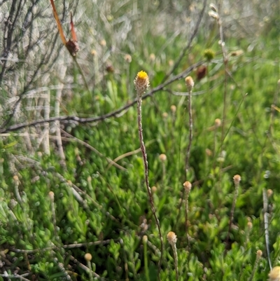 Leptorhynchos squamatus subsp. alpinus (Scaly Buttons) at Jagungal Wilderness, NSW - 23 Dec 2024 by MattM