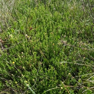 Leptorhynchos squamatus subsp. alpinus at Jagungal Wilderness, NSW - 23 Dec 2024 10:19 AM