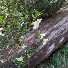 Prostanthera walteri at Jagumba, NSW - 22 Dec 2024 by MattM