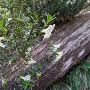 Prostanthera walteri at Jagumba, NSW by MattM