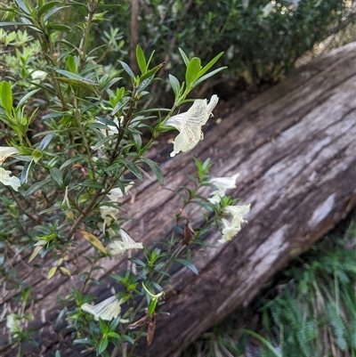 Prostanthera walteri at Jagumba, NSW - 22 Dec 2024 by MattM