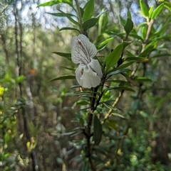 Prostanthera walteri at suppressed - suppressed