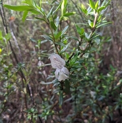 Prostanthera walteri at suppressed - suppressed